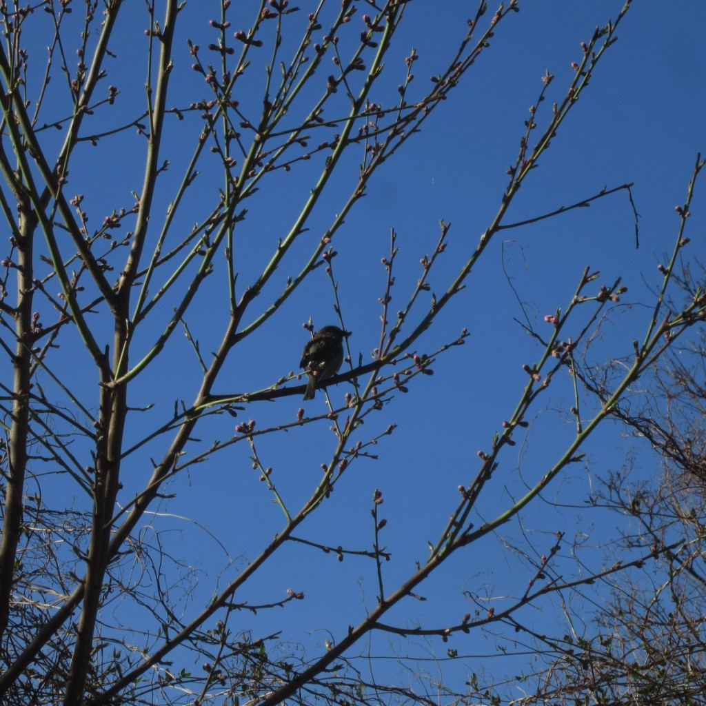 Sparrow In Spring.