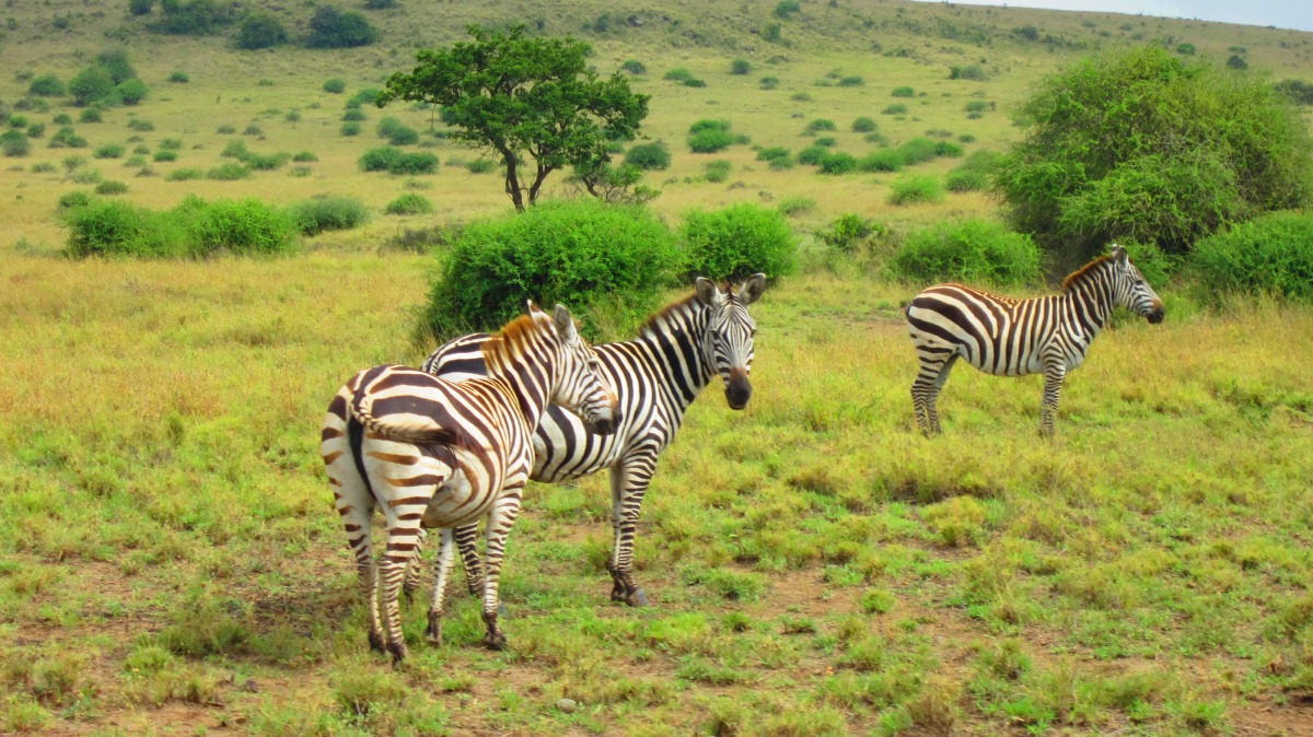 Zebras.