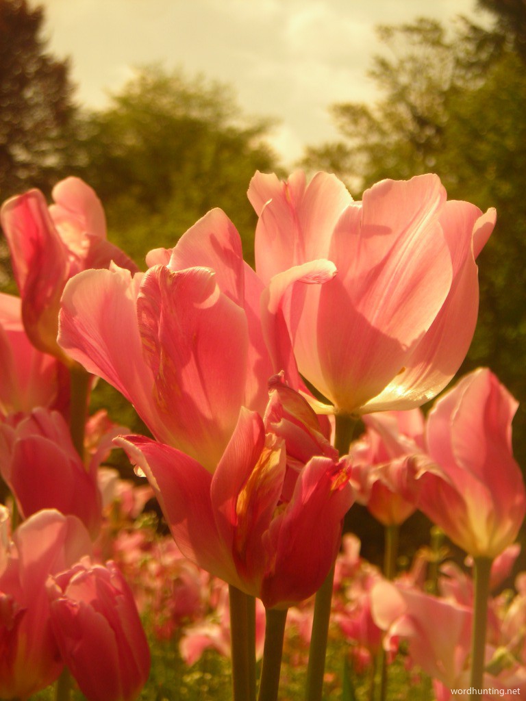 Tulips Through Sunglasses...