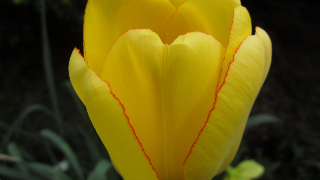 Heart In The Tulip.