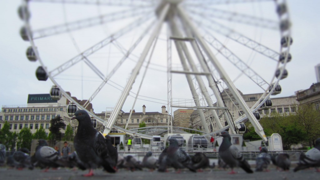 Pigeons Reign / Picadilly Gardens Manchester...