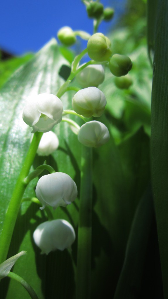 Lily OF The Valley.