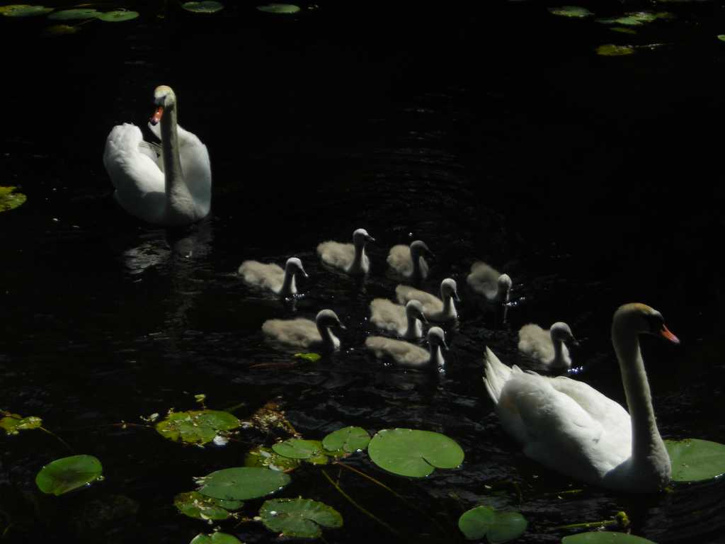 Swan Family In Wilanów, Poland.