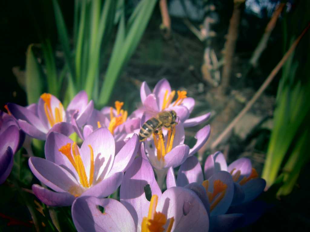 Bee at Work.